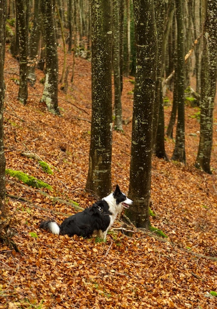 Foto fotografia de um cão border collie em uma floresta de faias folhas caídas no chão