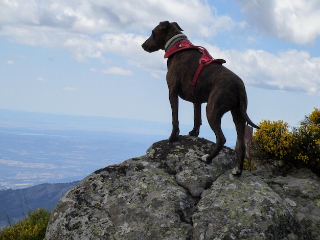 Foto fotografia de um cão de montanha de formosa