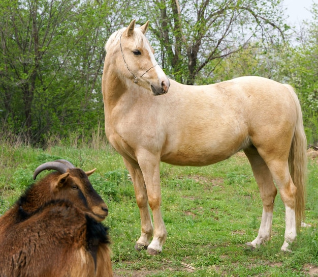 Fotografia de um pônei galês palomino de corpo inteiro com uma pequena cabra camaronesa olhando para o lado