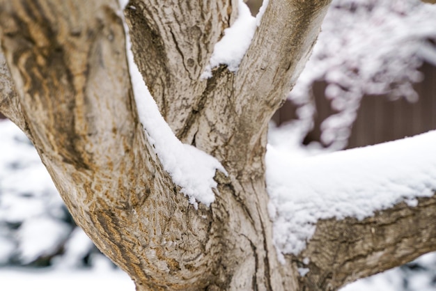 Fotografia de um tronco de nogueira no inverno