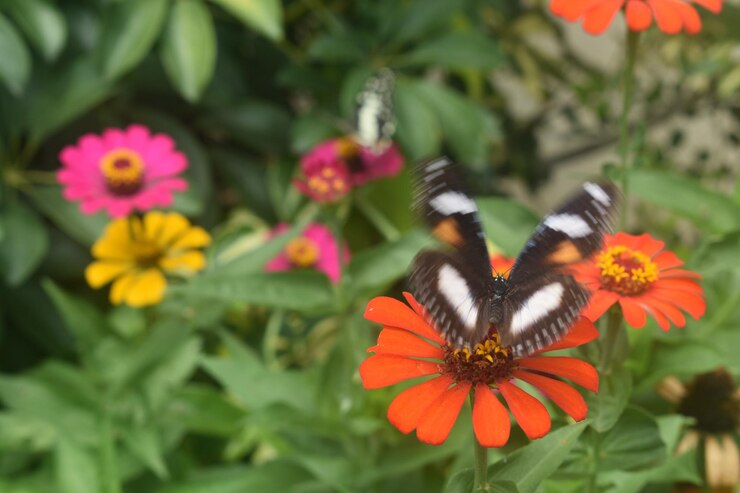 Foto fotografia desfocada de uma borboleta batendo as asas