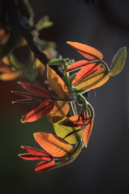 Fotografia detalhada de folhas de outono contra um céu claro