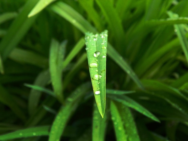 Foto fotografia detalhada de gotas de água em folhas