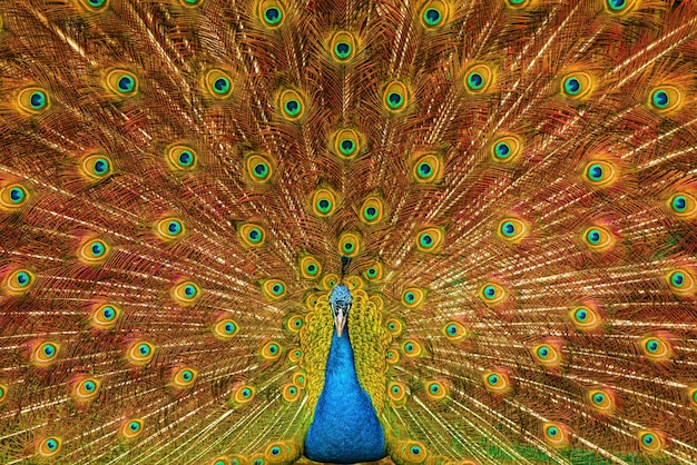 Fotografia detalhada de penas de pavão