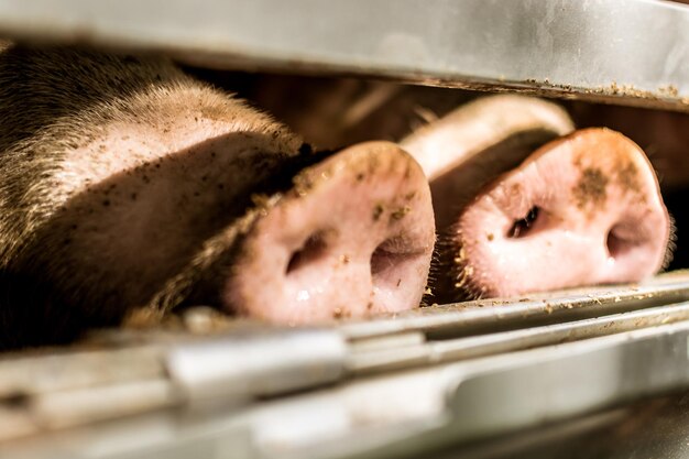 Foto fotografia detalhada de um alimento