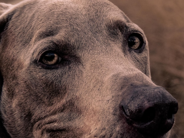 Fotografia detalhada de um cão