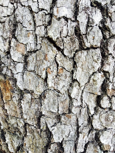 Fotografia detalhada de uma árvore áspera