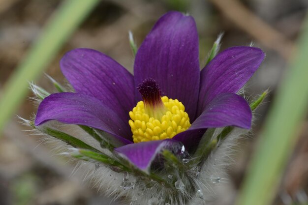 Foto fotografia detalhada de uma flor