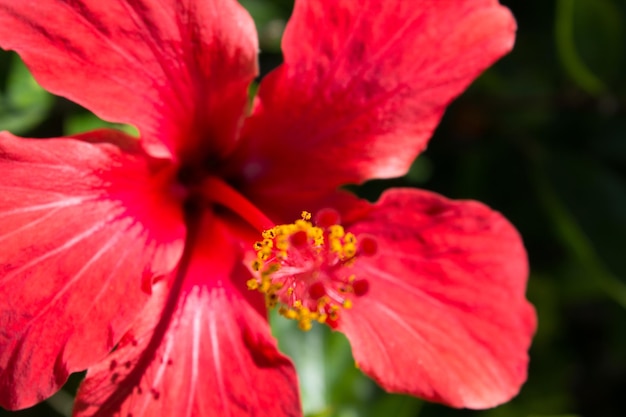 Foto fotografia detalhada de uma flor