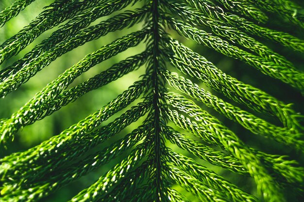 Fotografia detalhada de uma folha