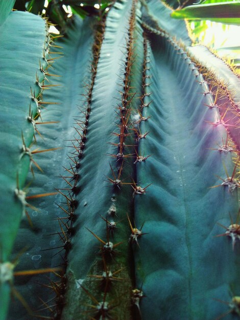 Foto fotografia detalhada de uma planta de cacto