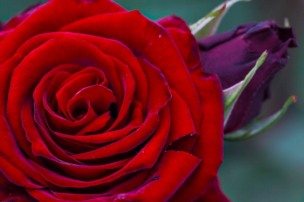 Fotografia detalhada de uma rosa