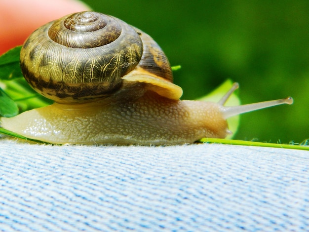 Foto fotografía detallada de un caracol