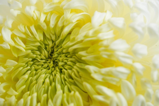 Foto fotografía detallada de una flor amarilla