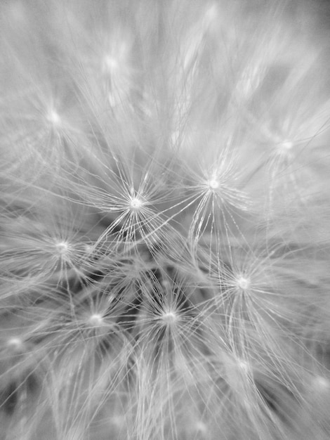 Fotografía detallada de la flor del diente de león