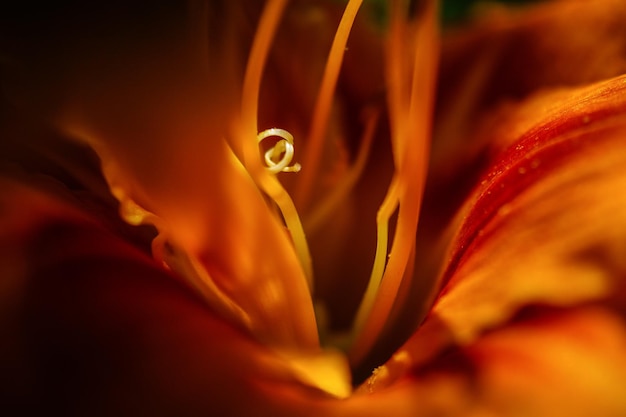 Fotografía detallada de una flor de naranja