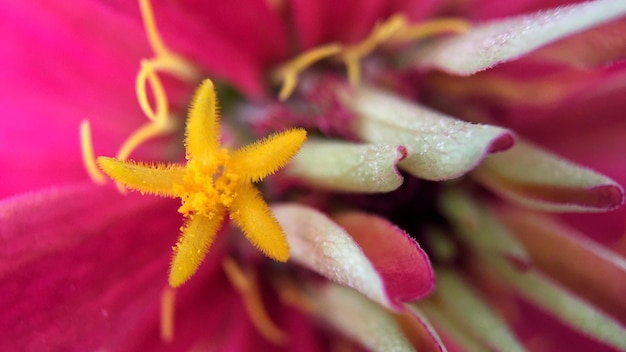 Fotografía detallada de la flor rosada con estambre amarillo