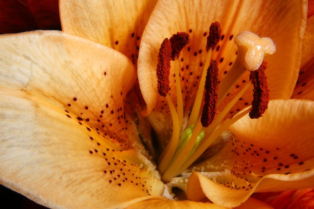 Fotografía detallada de una flor