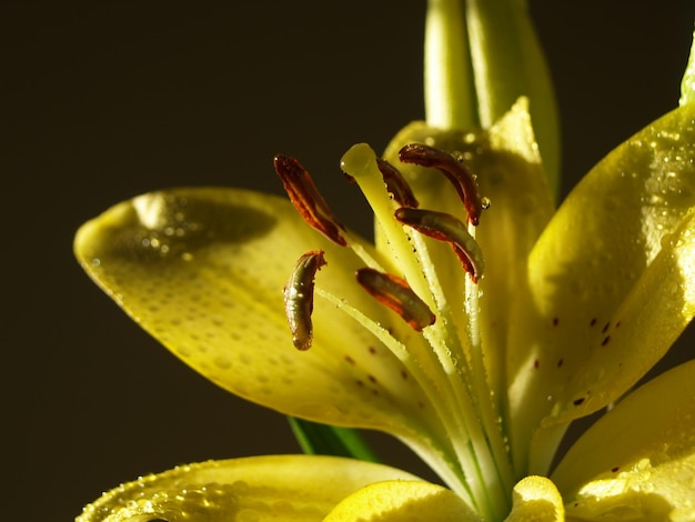 Foto fotografía detallada de una flor