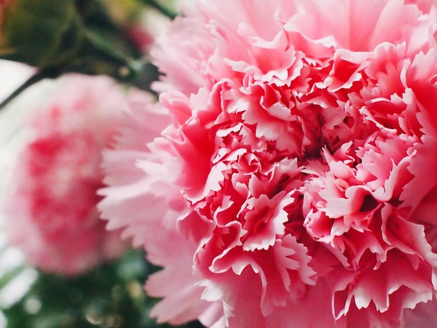 Fotografía detallada de las flores rosadas
