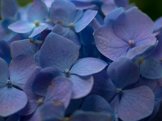 Fotografía detallada de las flores