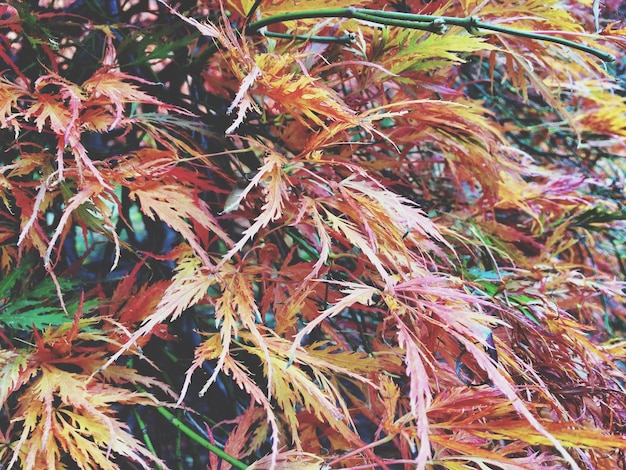 Fotografía detallada de hojas secas como fondo