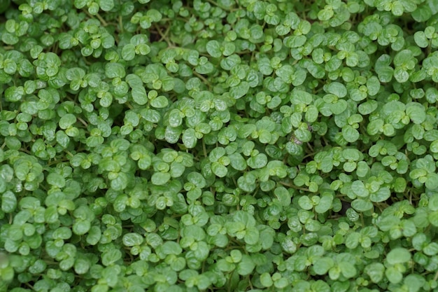 Fotografía detallada de las hojas verdes