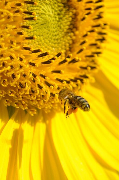 Foto fotografía detallada de un insecto en una flor amarilla