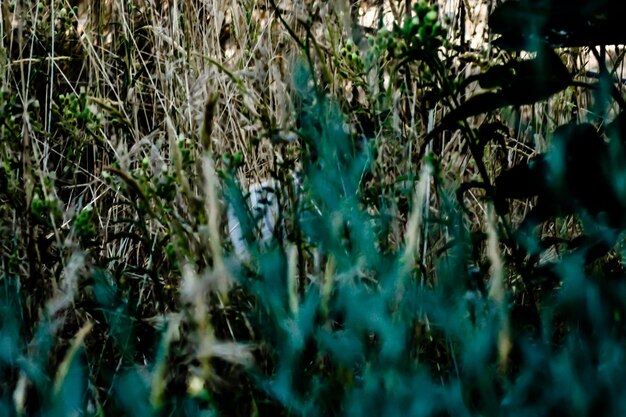 Foto fotografía detallada de las plantas