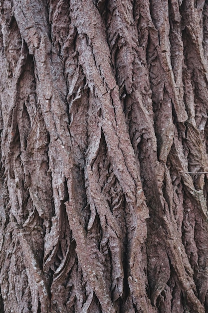 Foto fotografía detallada del tronco del árbol