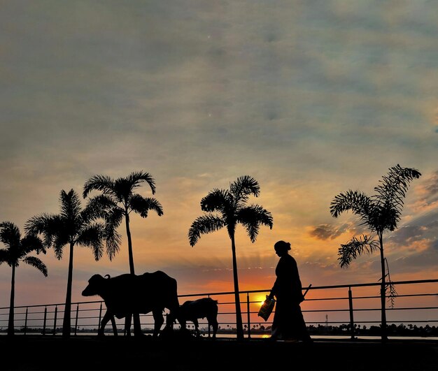 Fotografia do por do sol