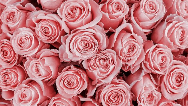 Foto fotografia em 4k com fundo botânico com um leito de rosas