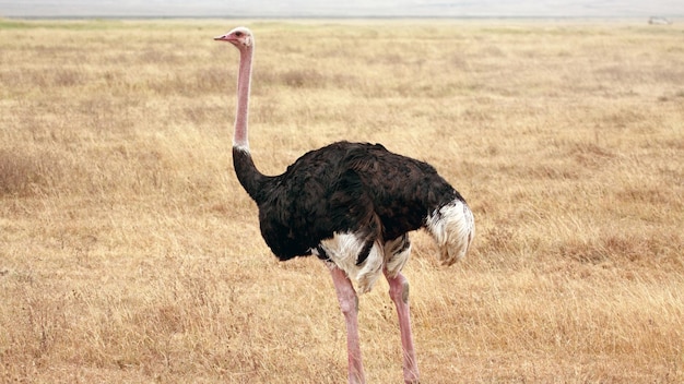 Foto fotografia em 4k de um avestruz macho na paisagem