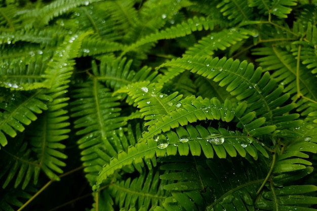 Fotografia em close de folhas de samambaia com gotas de água sobre elas