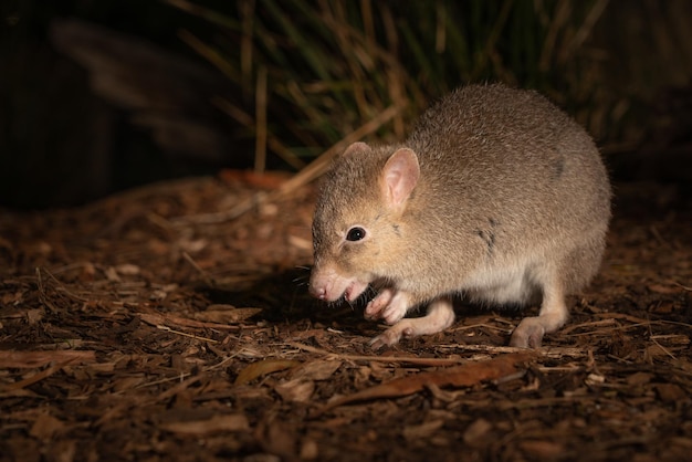 Fotografia em close de um Bettong no chão na Tasmânia, na Austrália