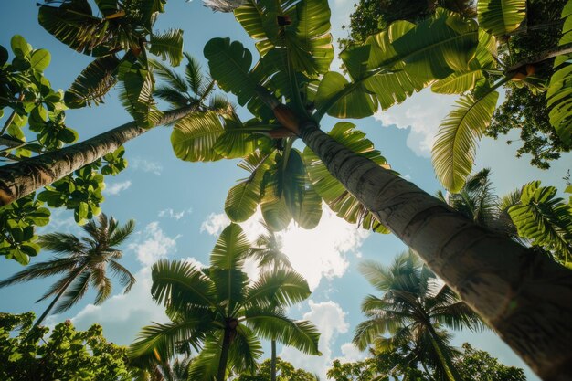 Foto fotografia em close de uma árvore de papaia em uma plantação de uma ilha tropical