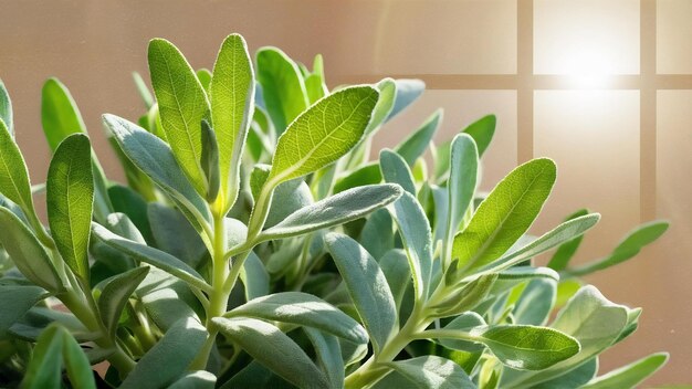 Foto fotografia em close de uma salvia de folhas verdes sob a luz solar