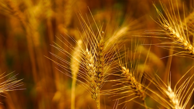 Foto fotografia em close-up da colheita de trigo