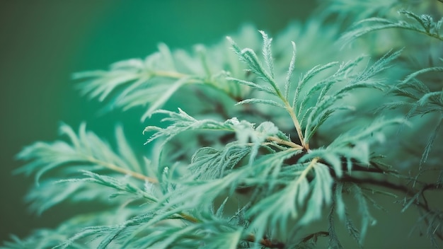 Foto fotografia em close-up das folhas do cedro japonês