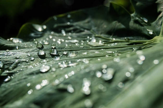 Fotografia em close-up das folhas verdes frescas com gotas de água