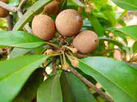 Foto fotografia em close-up de manilkara zapota também chamada de árvore sapotta em tamilnadu