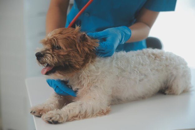 Fotografia em close-up de mãos de veterinário verificando o cão por estetoscópio em uma clínica veterinária