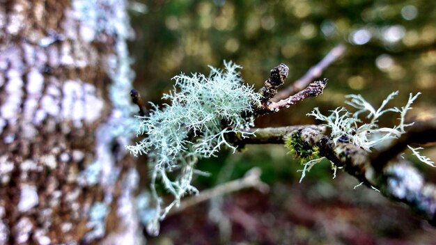 Fotografia em close-up de musgo verde em um galho de árvore de madeira em um fundo desfocado