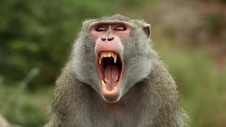 Foto fotografia em close-up de um babuíno gritando com a boca bem aberta e dentes afiados