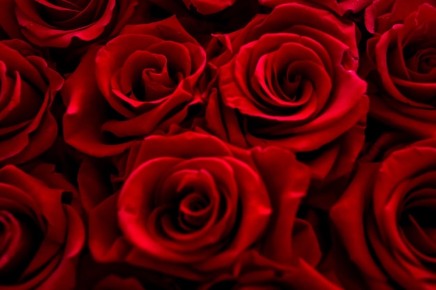 Fotografia em close-up de um belo buquê de rosas vermelhas para o fundo