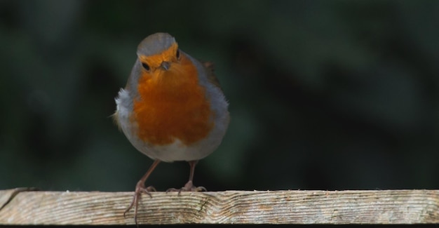 Fotografia em close-up de um bonito pássaro robin em fundo desfocado