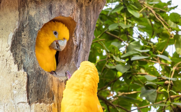 Fotografia em close-up de um casal de periquitos dourados em uma árvore