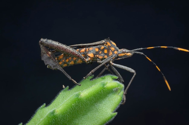 Fotografia em close-up de um inseto de pé de folha de abóbora