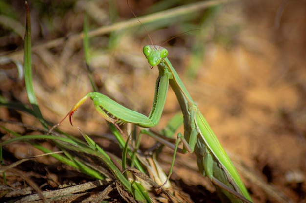 Fotografia em close-up de um mantis orante europeu sentado na grama no jardim com fundo desfocado