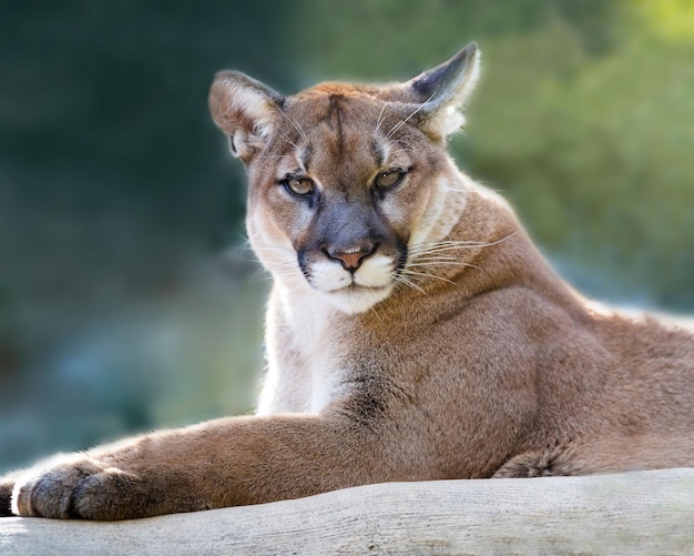 Fotografia em close-up de um poderoso e lindo puma em um parque